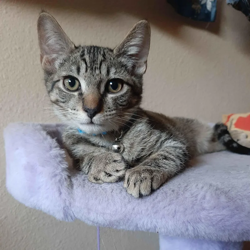 A baby medium-sized male Tabby (Brown / Chocolate) Tabby cat named Tostada for adoption in Fresno, CA