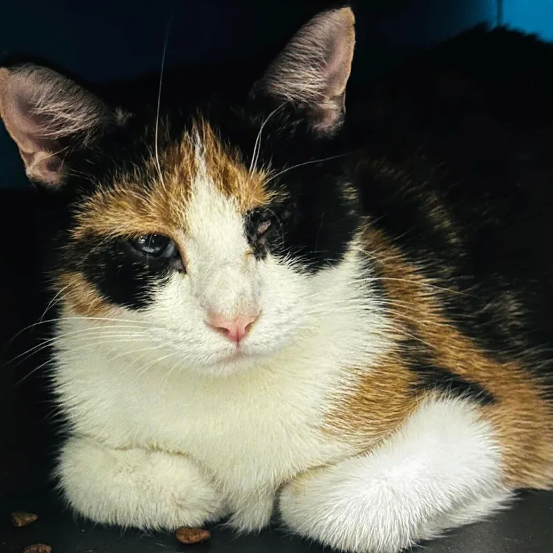 A young small-sized female Calico Domestic Short Hair cat named Sassy for adoption in Monticello, IL