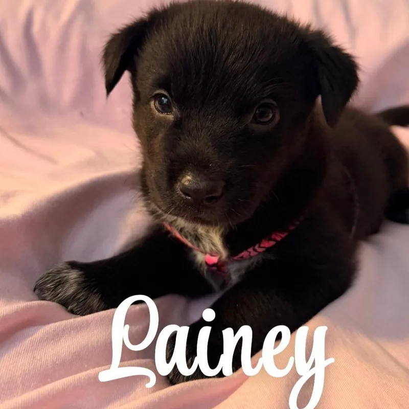 A baby medium-sized female Black Australian Cattle Dog / Blue Heeler dog named Lainey for adoption in Beulaville, NC