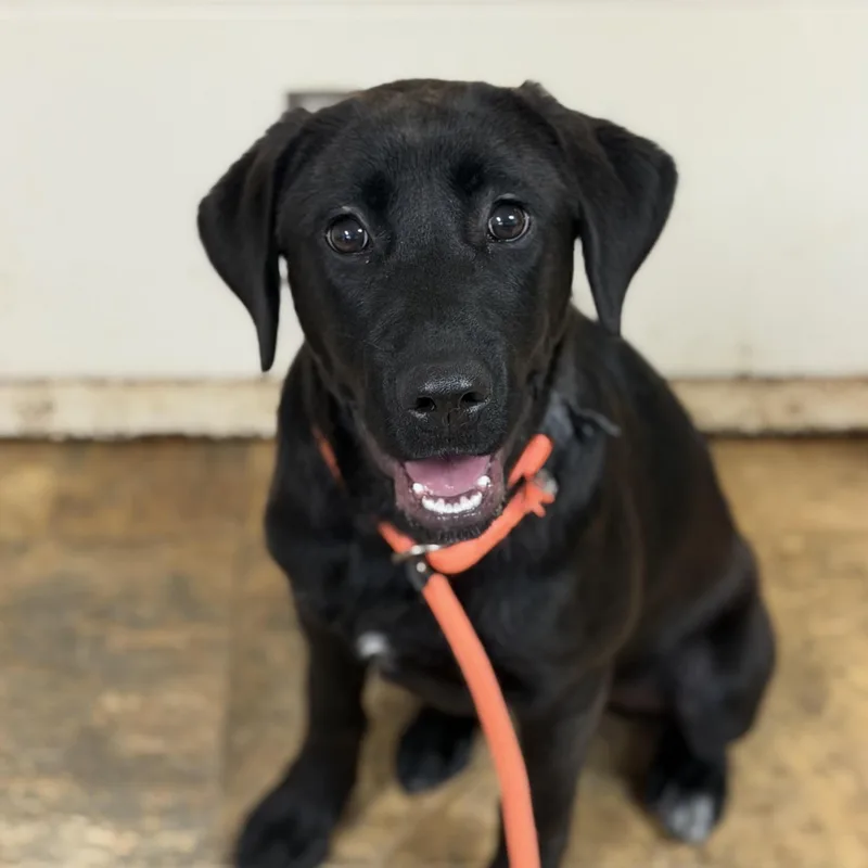 A baby medium-sized female Black Labrador Retriever dog named Marie for adoption in Columbia, SC
