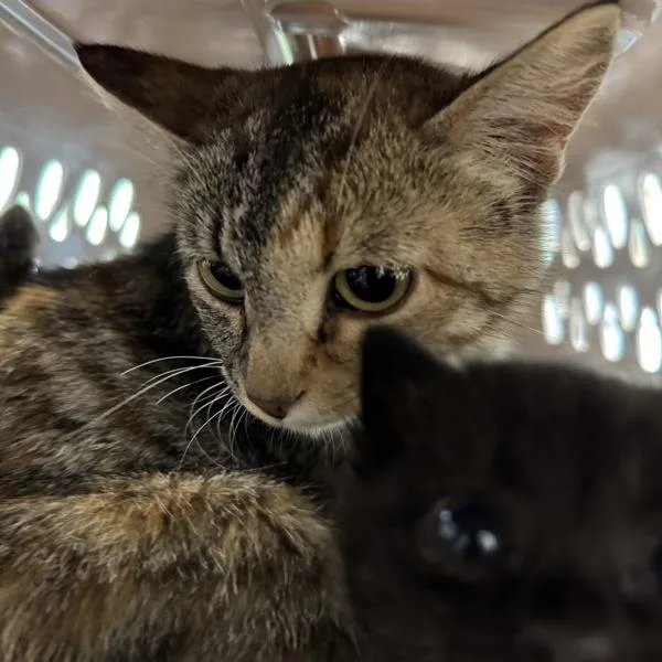 An adult medium-sized female Domestic Short Hair cat named Penelope for adoption in Des Moines, IA