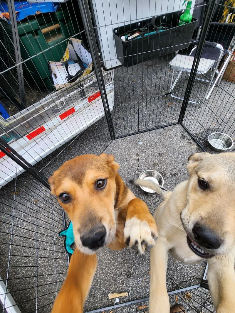 A young large-sized female Red / Chestnut / Orange Husky dog named Nutmeg for adoption in St. George, SC