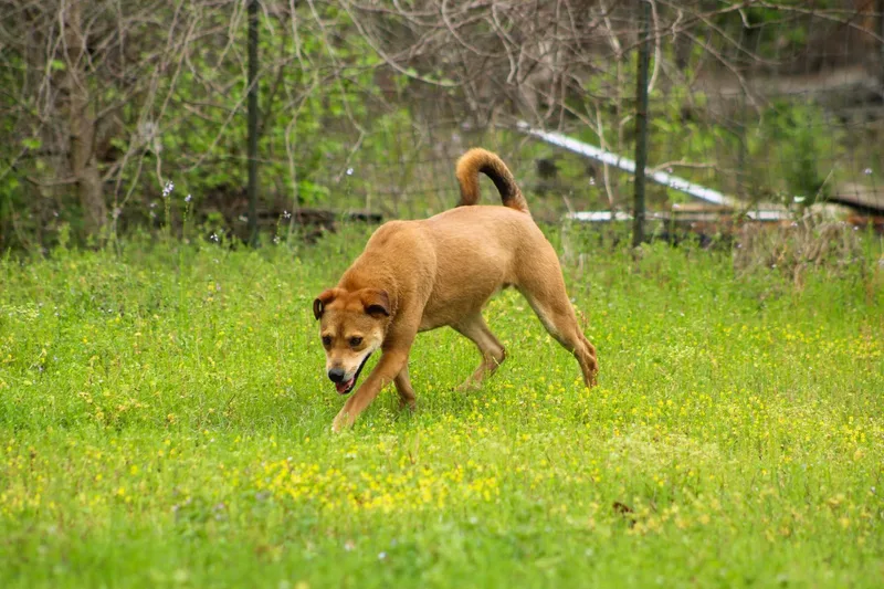 Nutmeg thumbnail 3