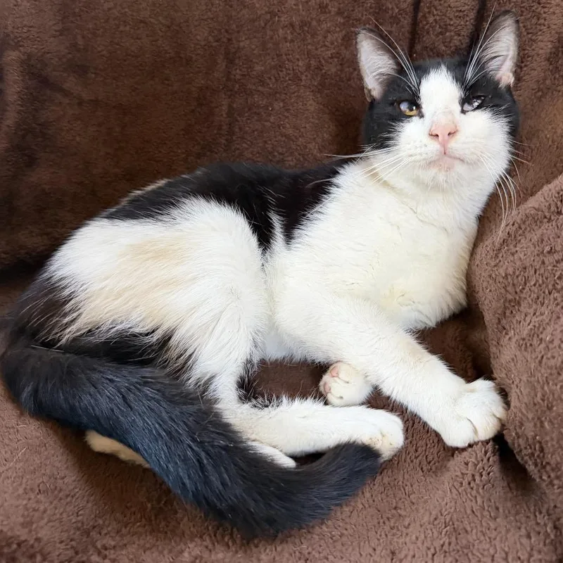 An adult small-sized male White Domestic Short Hair cat named Davey for adoption in Washington, PA