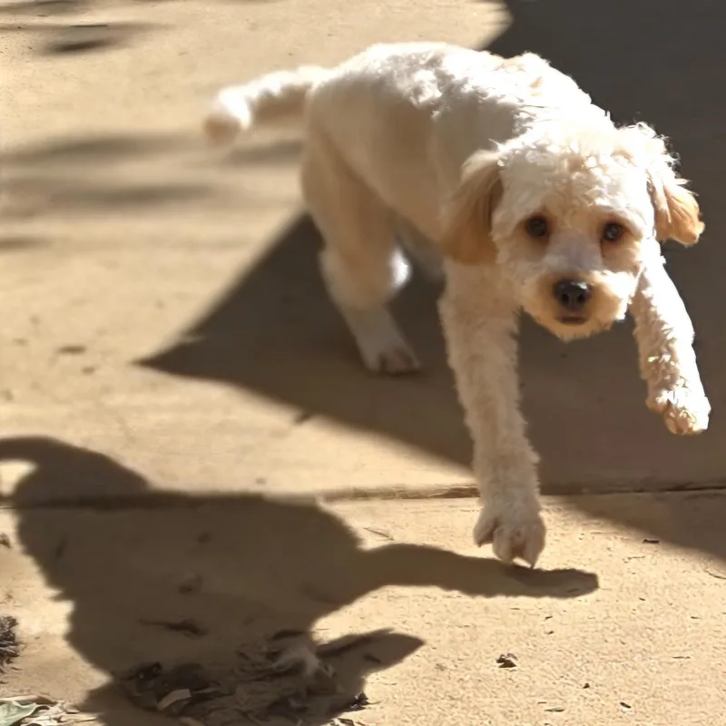 Rudy thumbnail 5