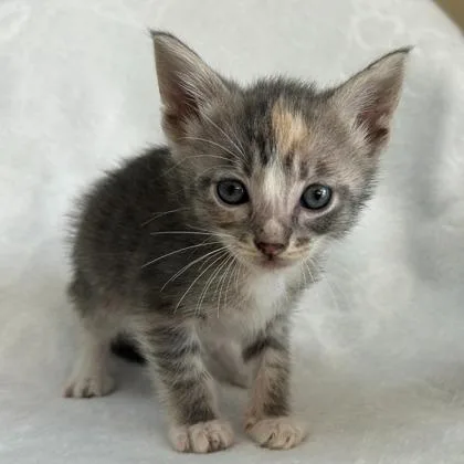 A young medium-sized female Domestic Short Hair cat named Twyla for adoption in Kansas City, MO