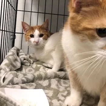 An adult large-sized male White Domestic Short Hair cat named Obie for adoption in Novelty, OH