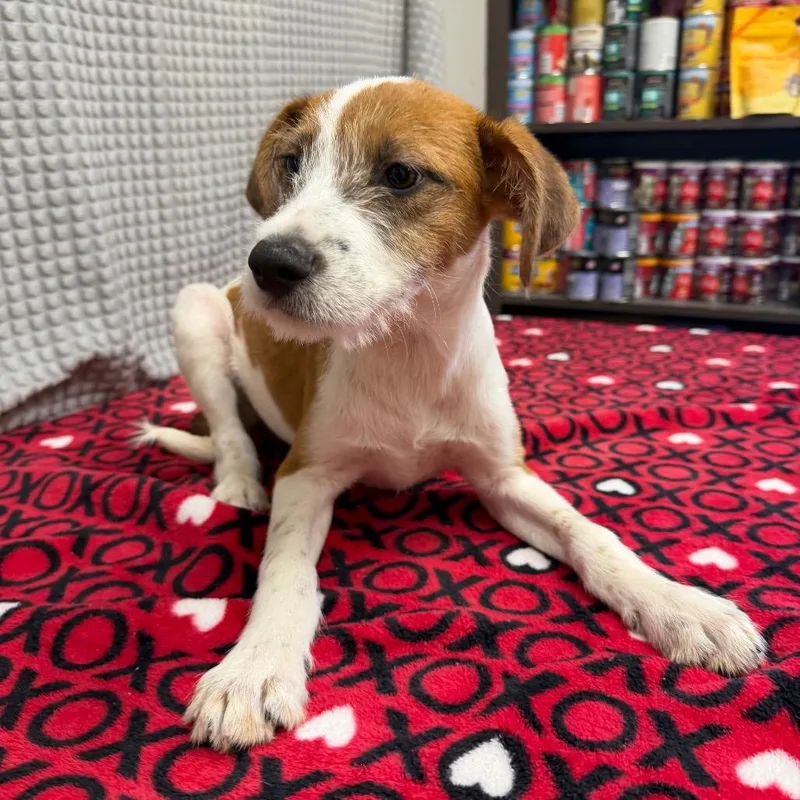 A baby small-sized male Yellow / Tan / Blond / Fawn Wirehaired Terrier dog named Lex for adoption in Bryan, TX