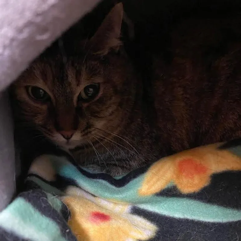 A young medium-sized female Torbie cat named Atlas aka Atti for adoption in Gladstone, OR