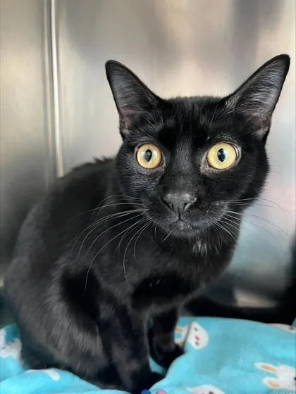 A baby small-sized male Domestic Short Hair cat named James for adoption in Westland, MI