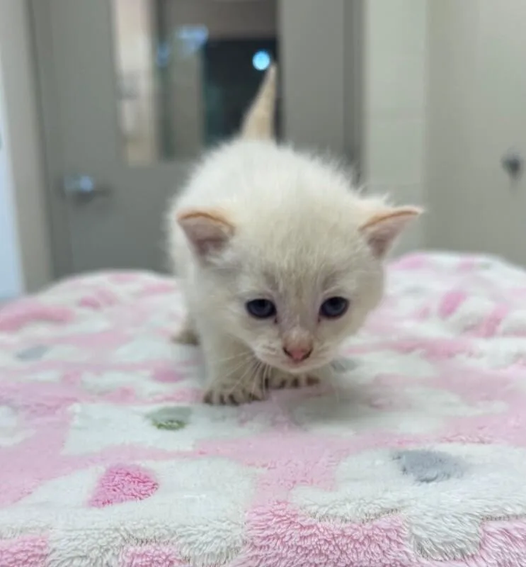 A young medium-sized male White Domestic Short Hair cat named Dust Bunny for adoption in Disputanta, VA