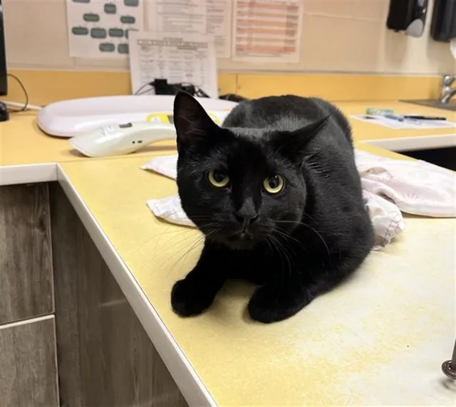 A young medium-sized female Domestic Short Hair cat named Midna for adoption in Colorado Springs, CO