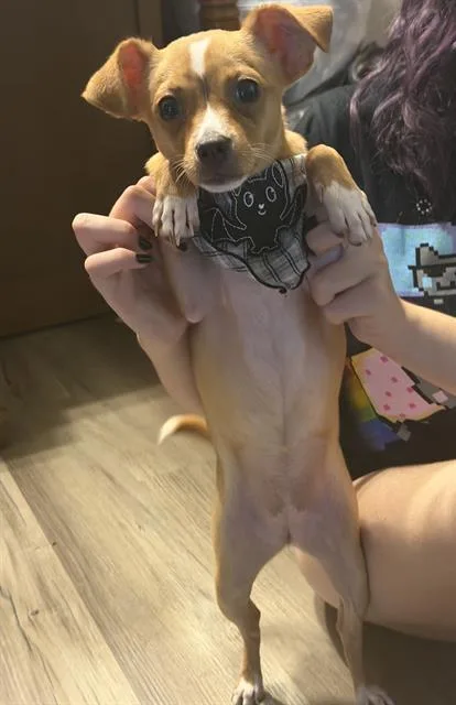 A young small-sized female Chihuahua dog named Willow for adoption in San Antonio, TX
