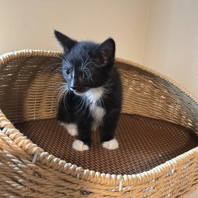 A baby small-sized male Black Domestic Short Hair cat named Johnny Catz for adoption in Tacoma, WA