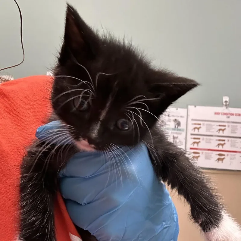 Johnny Catz thumbnail 4