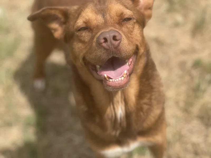 An adult medium-sized male Golden Mixed Breed dog named J.d for adoption in Canyon, TX