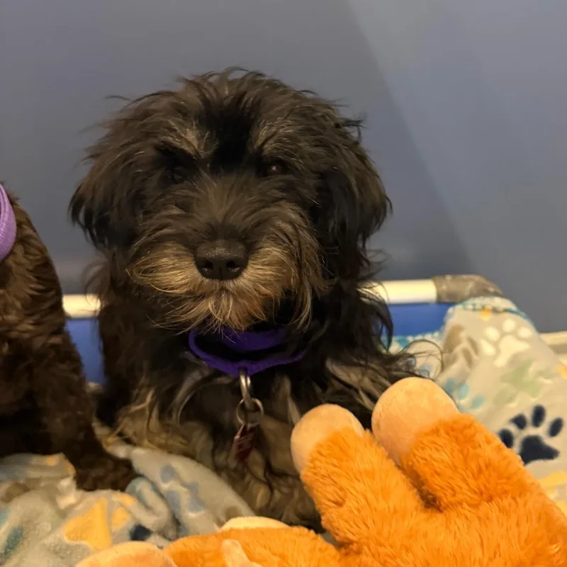 An adult small-sized female Black Schnauzer dog named Kona for adoption in Great Falls, MT