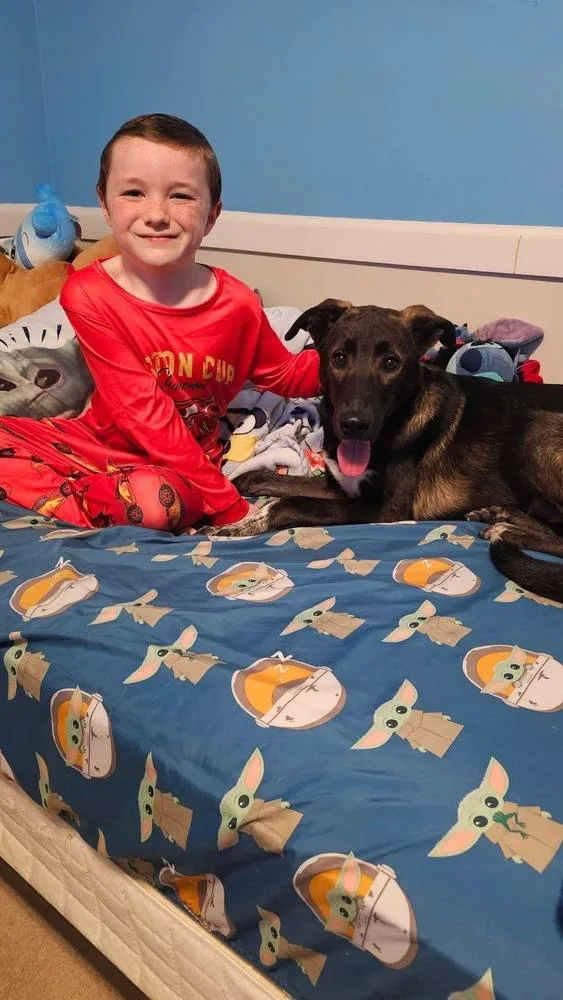 A young medium-sized male Mountain Cur dog named Buddy for adoption in Willingboro, NJ