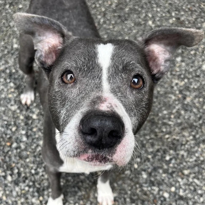 An adult medium-sized female Gray / Blue / Silver American Staffordshire Terrier dog named Tater Tot for adoption in Greenville, SC