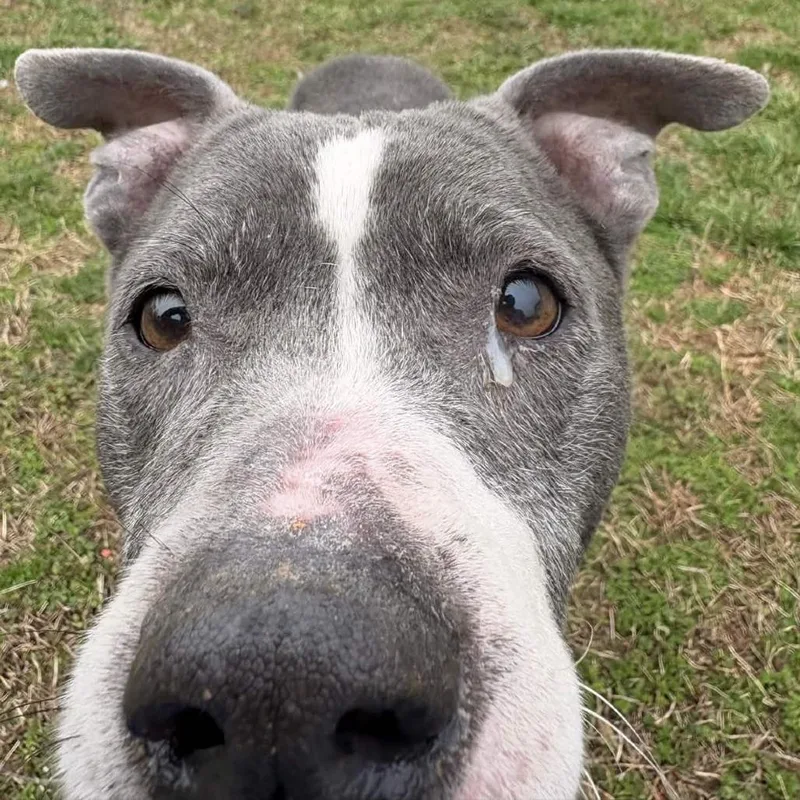 Tater Tot thumbnail 2