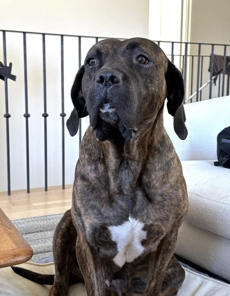 A senior large-sized female Brindle Neapolitan Mastiff dog named Keira for adoption in West Hollywood, CA