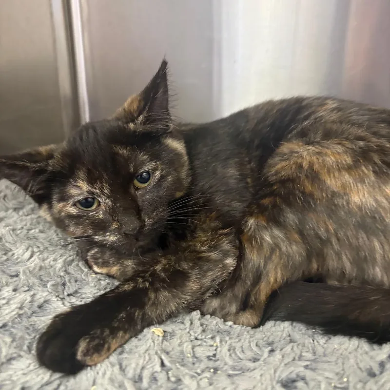 A baby small-sized female Tortoiseshell Domestic Short Hair cat named Pickle Toes for adoption in Spokane, WA