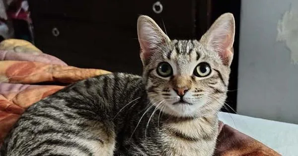 A young small-sized male Tabby (Brown / Chocolate) Domestic Short Hair cat named Leo for adoption in Anoka, MN