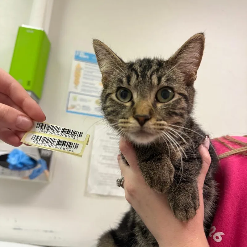 A young medium-sized male Domestic Medium Hair cat named Honey Crisp for adoption in Charleston, WV