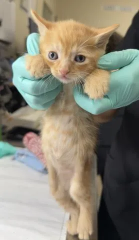 A baby small-sized male Domestic Short Hair cat named Billy for adoption in Riverside, CA