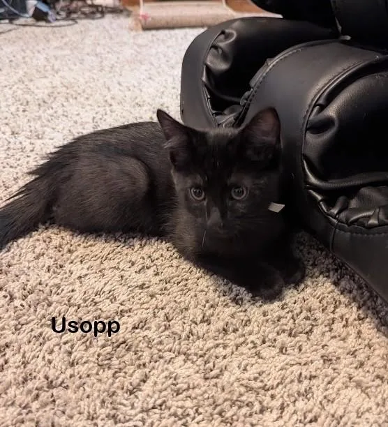 A baby large-sized male Black Domestic Short Hair cat named Usopp for adoption in Redondo Beach, CA
