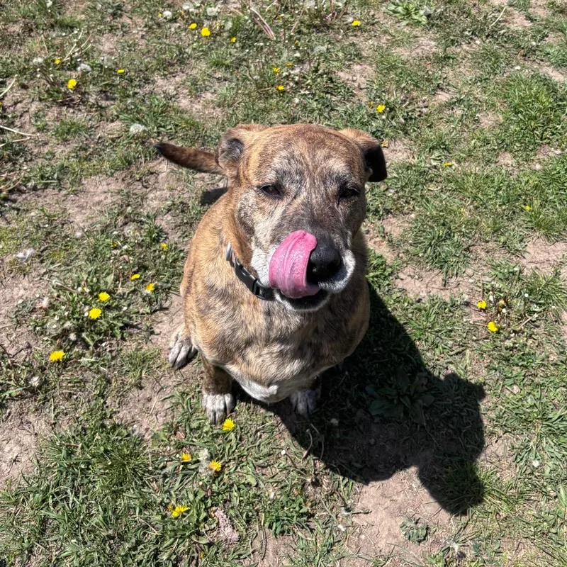 A senior large-sized male Brindle Bullmastiff dog named Rufus for adoption in Rock Falls, IL