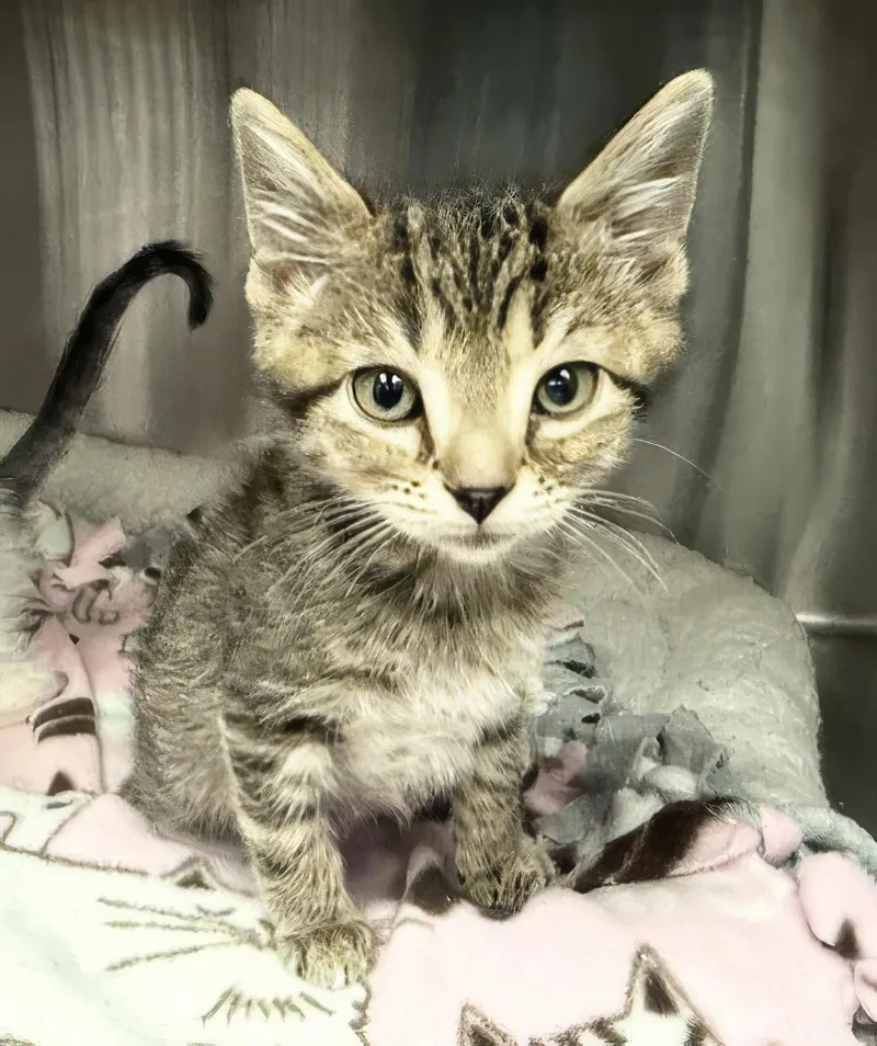 A baby medium-sized male Domestic Short Hair cat named Moss for adoption in Nashville, TN