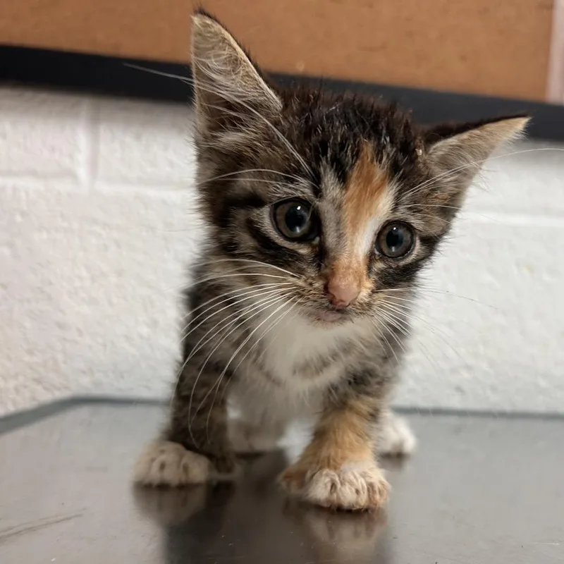 Lentil