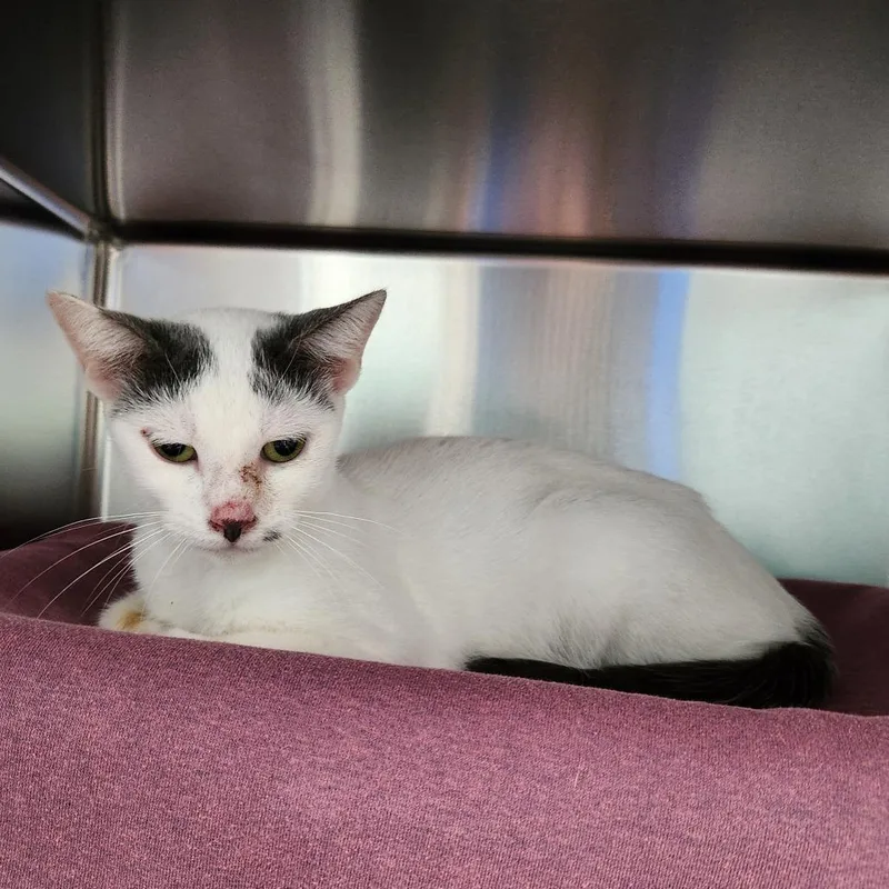 A young medium-sized female White Domestic Short Hair cat named Dolly for adoption in Grand Rapids, MI