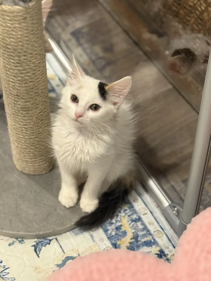 A baby medium-sized female Calico Domestic Medium Hair cat named Chantilly for adoption in Old Bridge, NJ