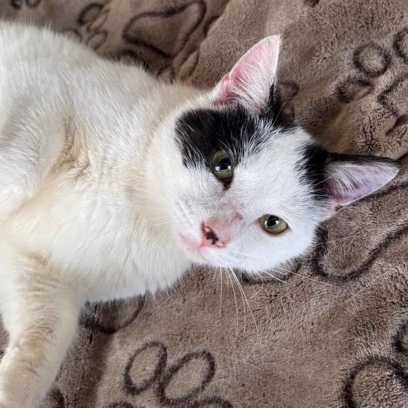 A young medium-sized female White Domestic Short Hair cat named Mirabel for adoption in Chapel Hill, NC
