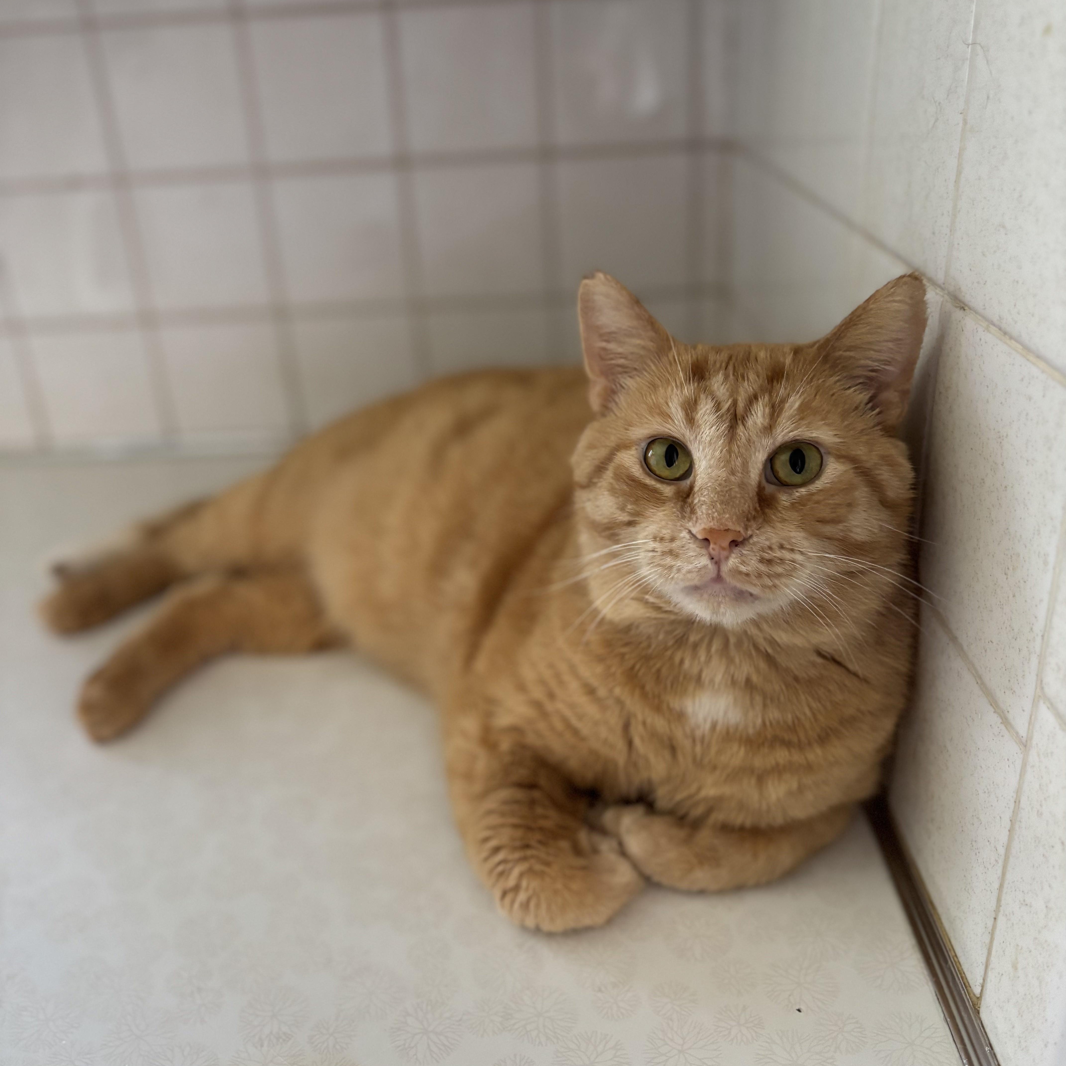 A young large-sized male Orange / Red Domestic Short Hair cat named Eddie for adoption in Buffalo, NY