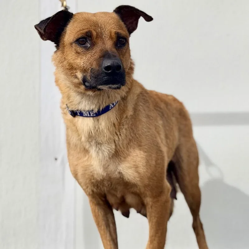 An adult medium-sized female Brown / Chocolate Mixed Breed dog named Fwt Daisy for adoption in Midland, TX