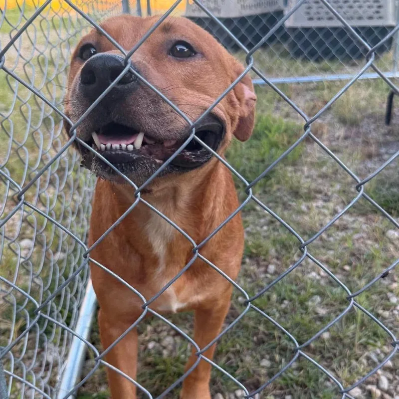 A baby large-sized male Red / Chestnut / Orange Mixed Breed dog named Warhol for adoption in Jackson, MO