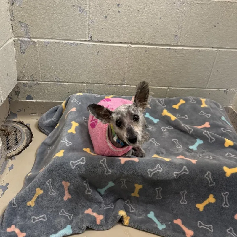 Scarlett Pawhansson thumbnail 2