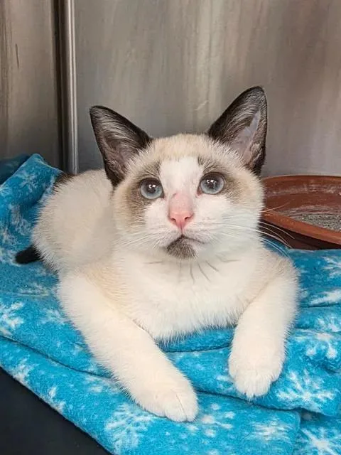 A young medium-sized male Buff & White Siamese cat named Touchy for adoption in Merrillville, IN