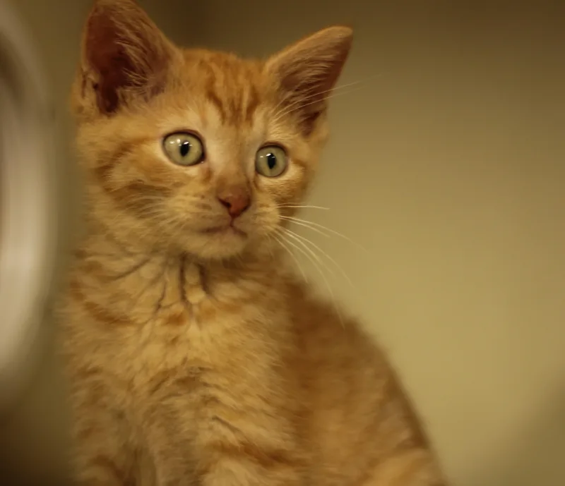 A baby medium-sized female Tabby (Brown / Chocolate) Domestic Short Hair cat named Dolly and Tangerine for adoption in Rockford, IL