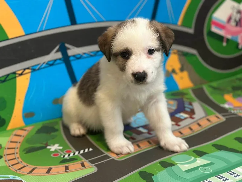 A baby large-sized female Tricolor (Brown, Black, & White) Collie dog named Hattie for adoption in Shawnee, OK