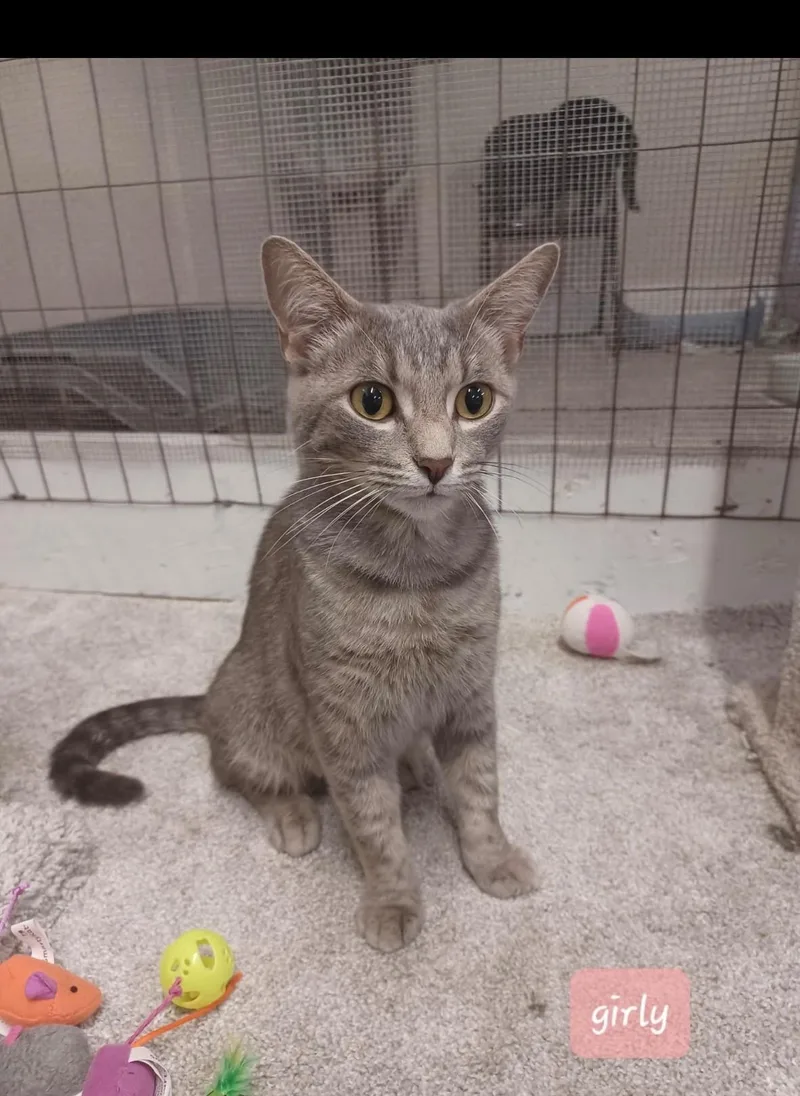 A young small-sized female Tabby (Gray / Blue / Silver) Domestic Short Hair cat named Girly for adoption in Walworth, WI