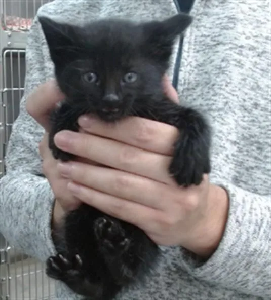 A baby medium-sized male Domestic Short Hair cat named Neo for adoption in Salinas, CA