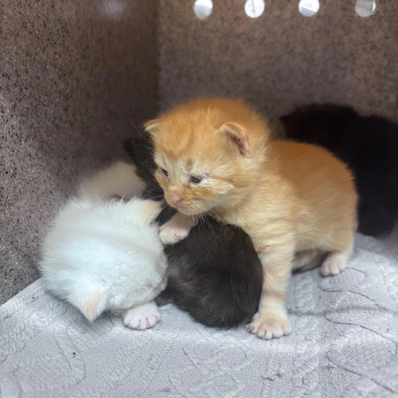 A baby small-sized male Orange / Red Domestic Short Hair cat named Hibiscus for adoption in Springtown, TX