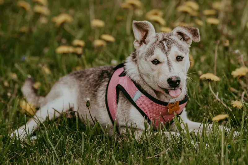 A baby large-sized female Husky dog named Swiss Mac for adoption in Waunakee, WI