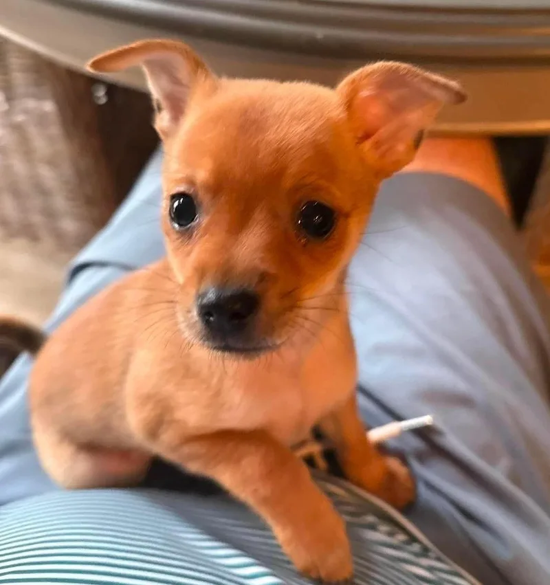 A baby small-sized male Chihuahua dog named Coe for adoption in Cumming, GA