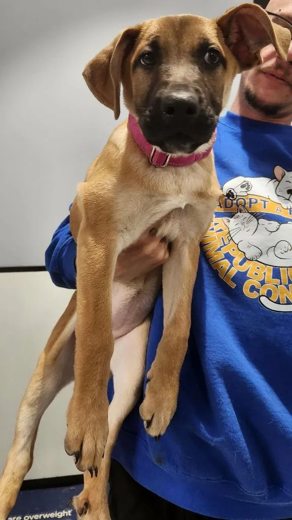A baby medium-sized female Boxer dog named Lucy for adoption in Republic, MO