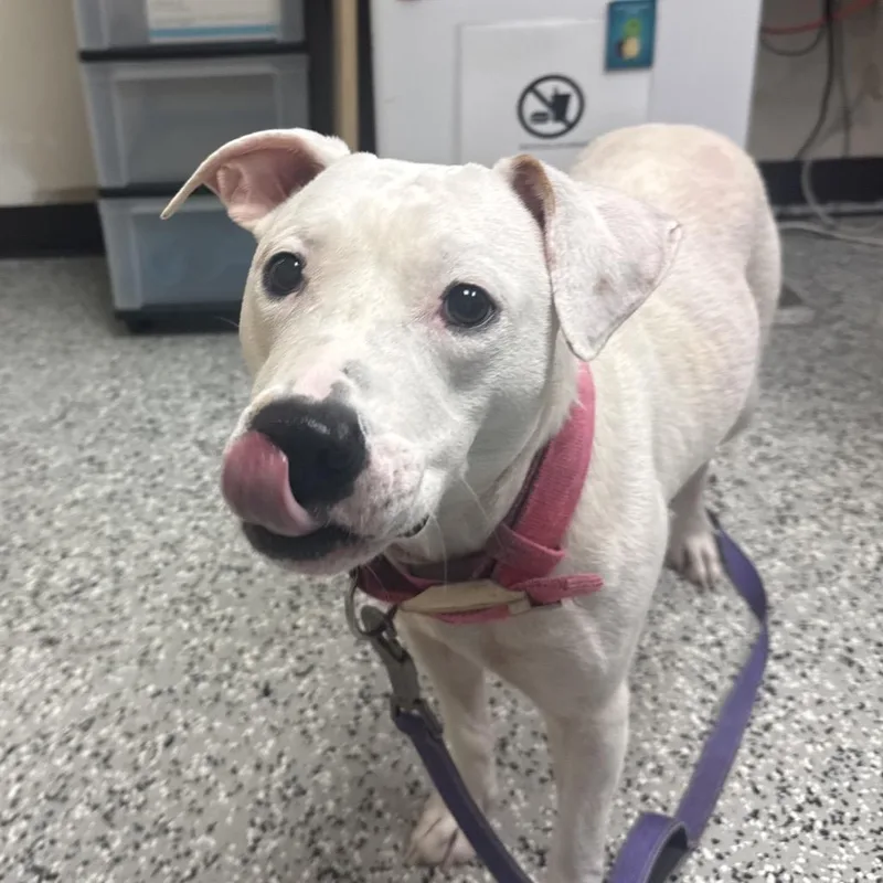 An adult medium-sized female White / Cream Staffordshire Bull Terrier dog named Shirley for adoption in Lakeland, FL